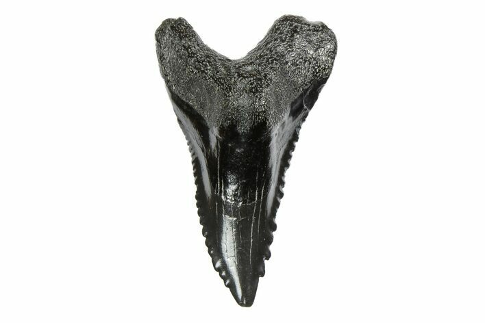 Snaggletooth Shark (Hemipristis) Tooth - South Carolina #251005